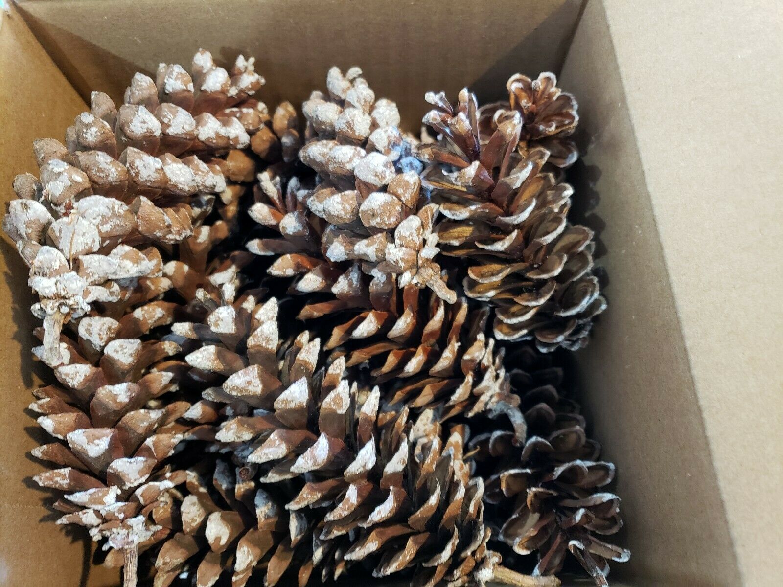 Eastern White Pine Cones, 3" - 6", (qty 25-30), Christmas Crafts Wedding Holiday