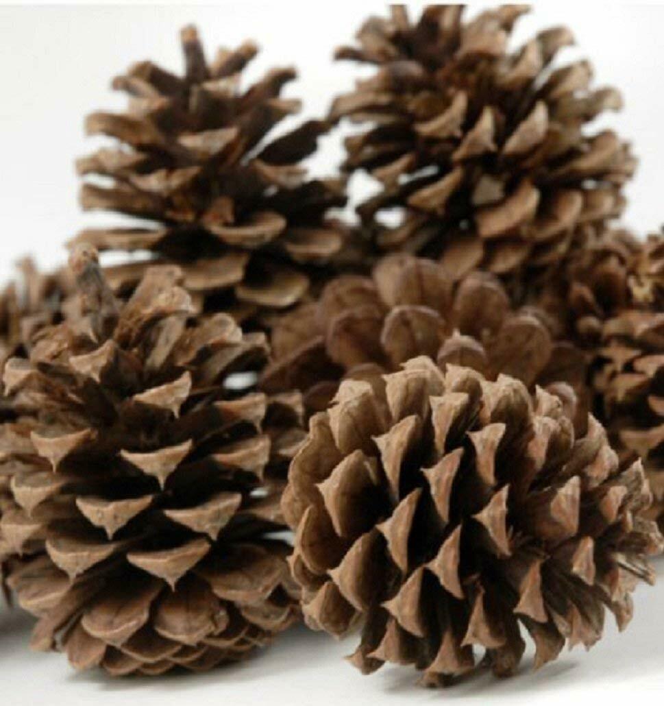Lot Of 12, Medium 3-4" Colorado Ponderosa Pine Cones. Fresh Brown Pinecones