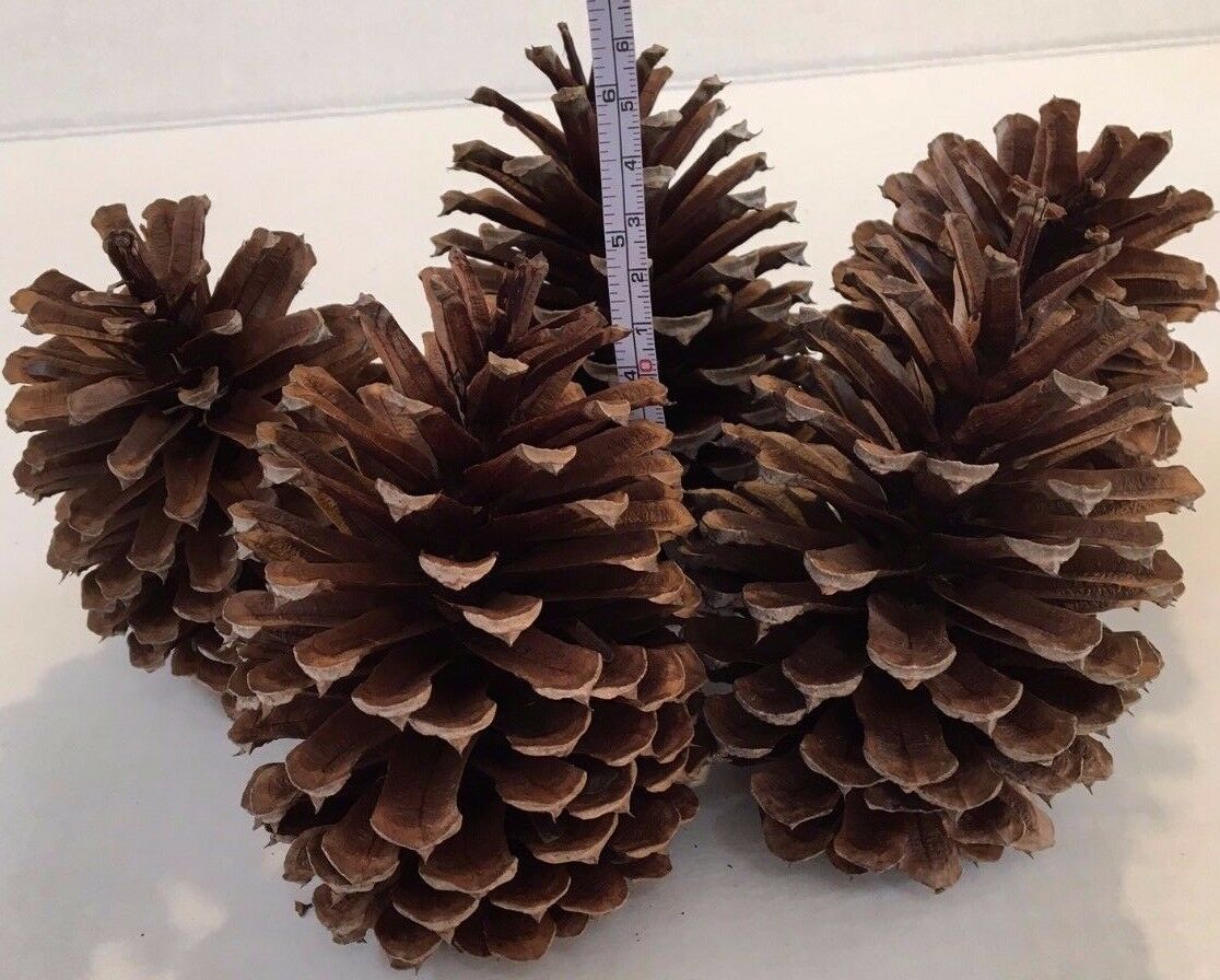 6 Pine Cones Natural Large 4" - 5" High ~ 3 1/4 "- 3 3/4" Wide ~ Crafts ~ Wreath