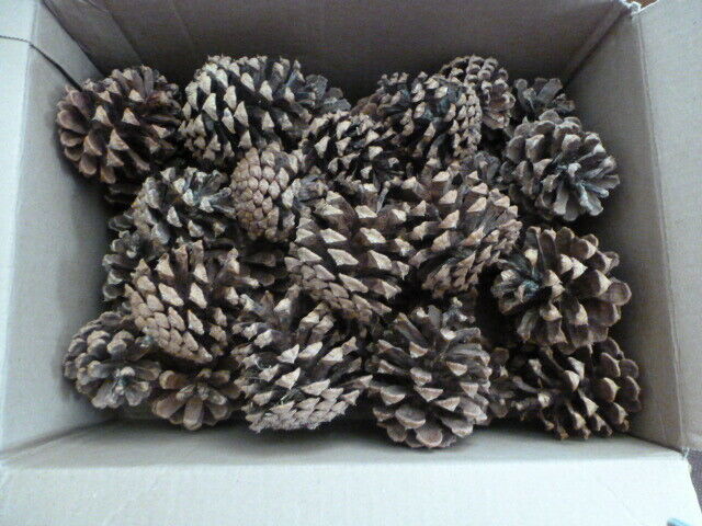 :) Lot Of 36 Ponderosa Pine Cones.. 3-3 1/2" Tall.. Brown/reddish Brown